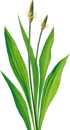 what is ribwort plantain
